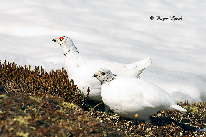 White-tailed Ptarmigan Pair 107 by Dr. Wayne Lynch &copy;